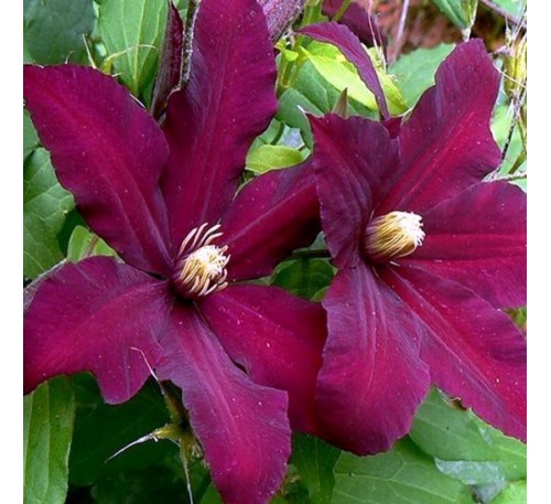 Клематис Ниобе (Niobe)